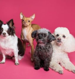 How Can I Make My Senior Dog Comfortable?