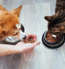 How Often Should Your Pet Undergo a Dental Check-up for Optimal Health?