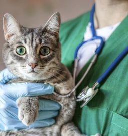 How Do Vet Lab Diagnostics Aid in Diagnosing Pet Health Issues Accurately?