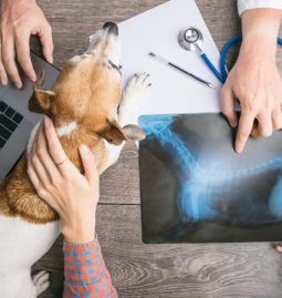 What Are Pet Wellness Plans and Who Needs Them?