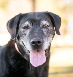 What Are Common Health Issues in Aging Pets?