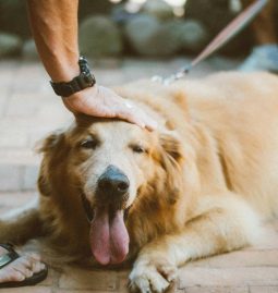 What is the Role of a Vet in Internal Pet Medicine?