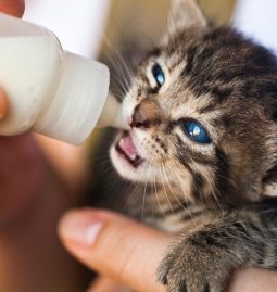 Why Should I Schedule Regular Cat and Dog Wellness Exams?