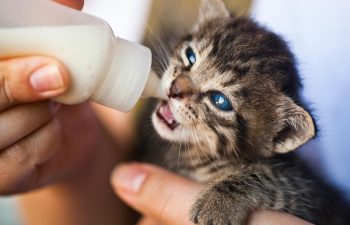 Why Should I Schedule Regular Cat and Dog Wellness Exams?