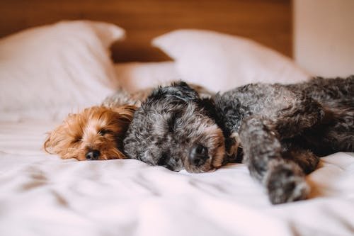 What Lab Tests Can Detect Early Pet Diseases?
