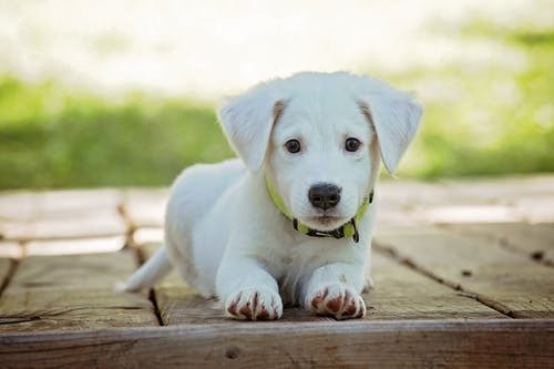 How to Prepare Your Pet for a Vet Visit