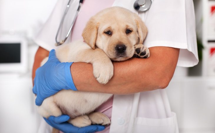 What Role Does Internal Medicine Play in Pet Surgery?
