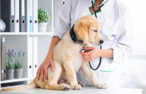 Can Lab Work Predict My Pet’s Future Health Issues?