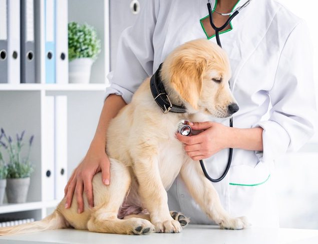 Can Lab Work Predict My Pet’s Future Health Issues?
