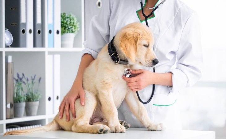 Can Lab Work Predict My Pet’s Future Health Issues?