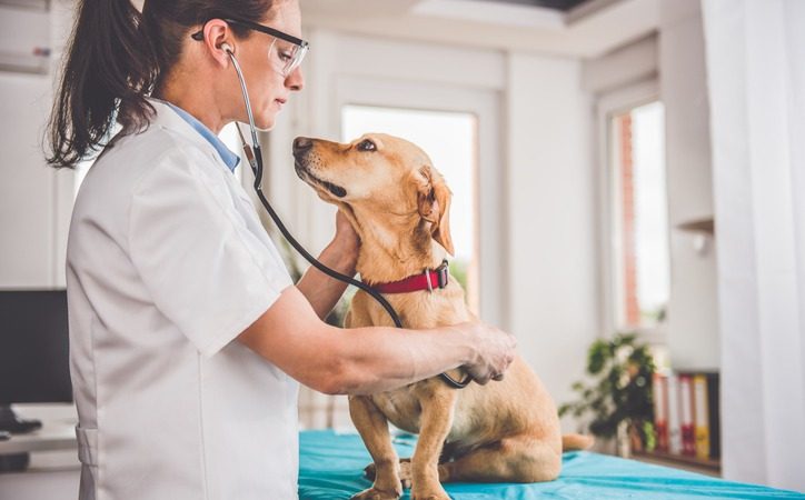 When Should You Get Your Pet’s Wellness Exam?