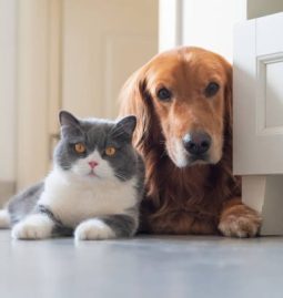 Why Do Older Pets Need Different Care?