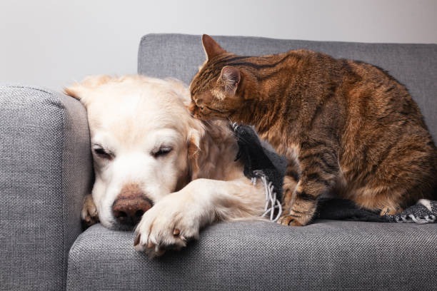 How Does Your Pet Get Diagnosed by an Internal Medicine Vet?