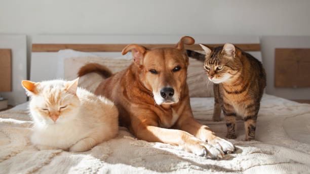 Why Is Early Detection Crucial in Pet Internal Medicine?