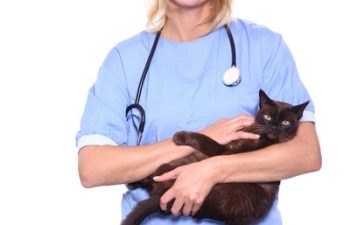 How Can Dental Care Prevent Pet Surgery Complications?