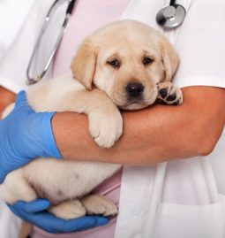 What Role Does Internal Medicine Play in Pet Surgery?