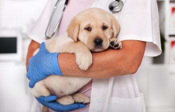 What Role Does Internal Medicine Play in Pet Surgery?