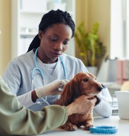What Are Common Surgeries for Senior Pets?