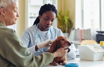 What Are Common Surgeries for Senior Pets?