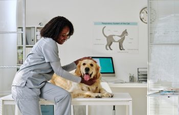 Is Parasite Control Vital for Pet Surgery Prep?