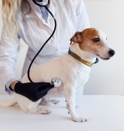 How Are Pet Wellness Exams Tailored to Your Pet’s Age and Lifestyle?