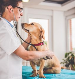 When Should You Get Your Pet’s Wellness Exam?