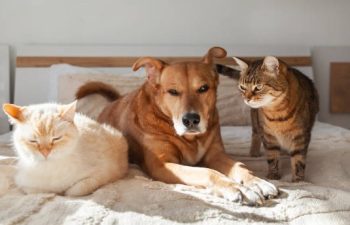 Why Is Early Detection Crucial in Pet Internal Medicine?