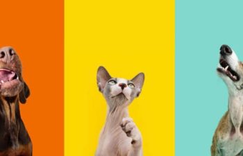 Are There Minimally Invasive Surgeries for Pets?