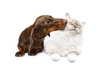 How to Choose the Right Animal Hospital for Your Pet?