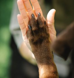 What Therapeutic Diets are Often Prescribed by Vets and Why?