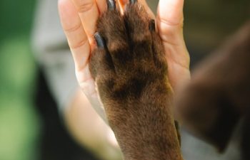 What Therapeutic Diets are Often Prescribed by Vets and Why?