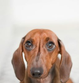 How Can Visiting a Vet Help Prevent Obesity in Pets?