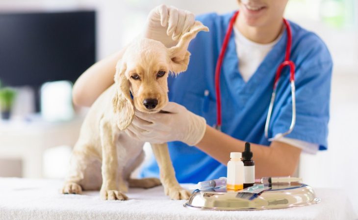 Why Is Early Detection Through Lab Tests Vital for Pet Health?