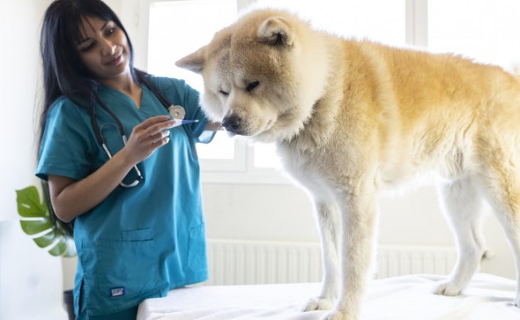 How Can Routine Vet Visits Prolong My Pet’s Life?