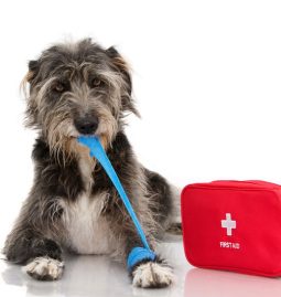 How Can I Prevent Pet Emergencies?