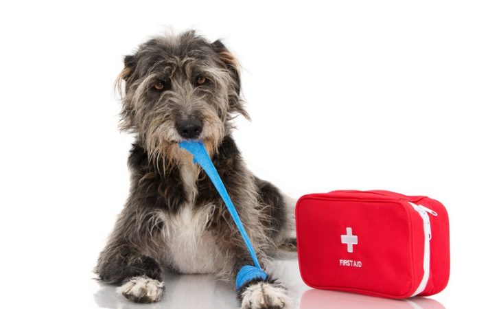 How Can I Prevent Pet Emergencies?