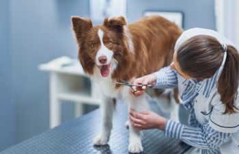 How Can Routine Exams Prevent Pet Health Emergencies?
