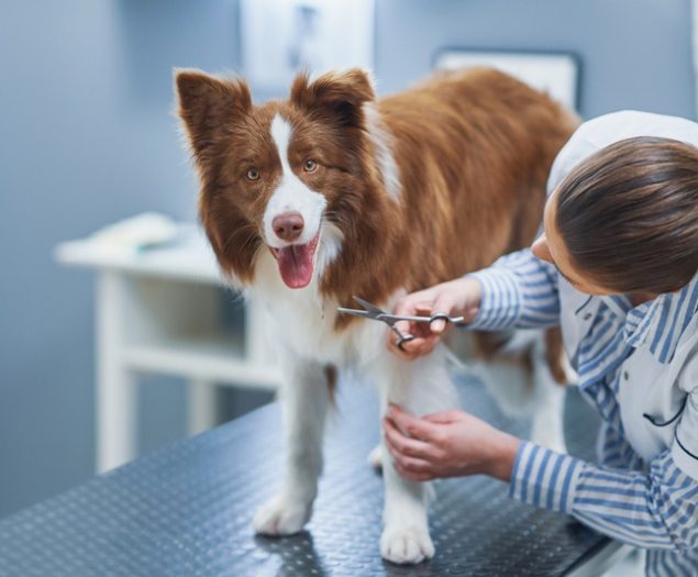 How Can Routine Exams Prevent Pet Health Emergencies?