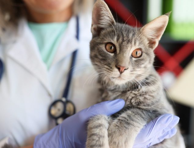 What Does Preventive Pet Care Include?