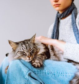 What Is Preventive Pet Care, and Why Does It Matter?