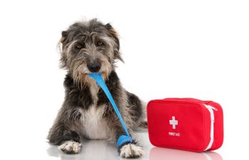 How Can I Prevent Pet Emergencies?