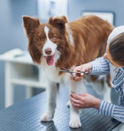 How Can Routine Exams Prevent Pet Health Emergencies?
