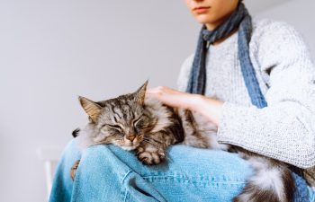 What Is Preventive Pet Care, and Why Does It Matter?