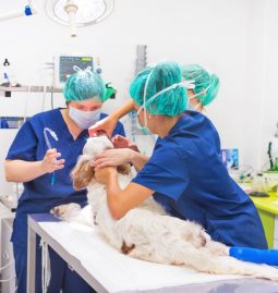 What Are Common Pet Surgery Complications?