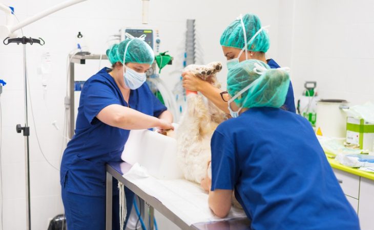 How Do I Know If My Pet Needs Urgent Surgery?