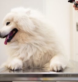 How Often Should Pets Be Groomed to Maintain Good Hygiene?