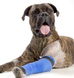 Why Is Emergency Veterinary Care Essential for Pets?