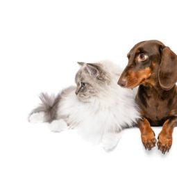 Who Should Conduct Your Pet’s Wellness Exams?