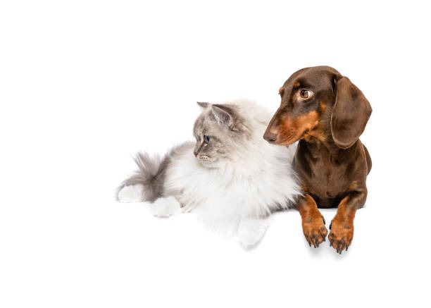 Who Should Conduct Your Pet’s Wellness Exams?