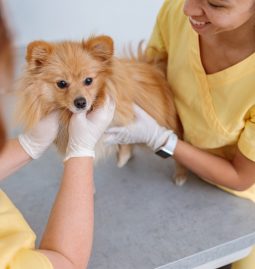 Which Lab Tests Are Crucial for Pet Wellness?